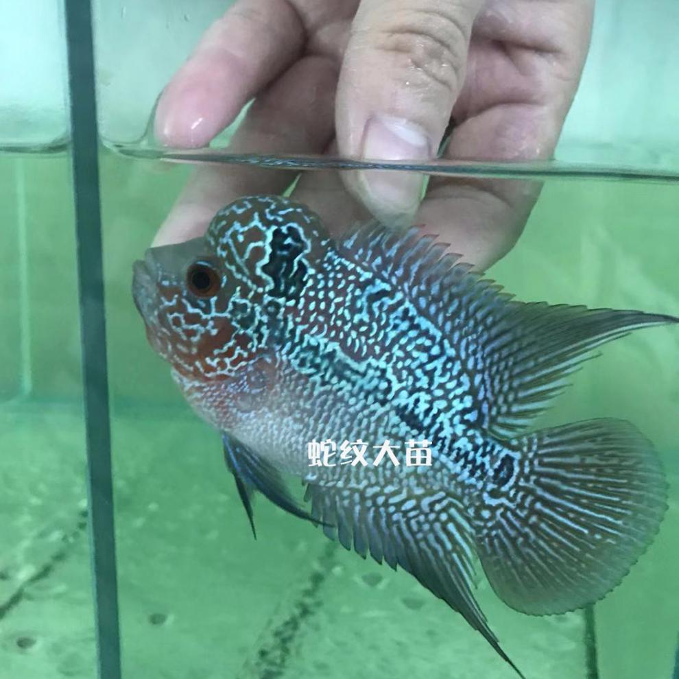 不二臣泰国进口起头爆头罗汉鱼热带活体鸿运当头重金属马骝大苗亚成