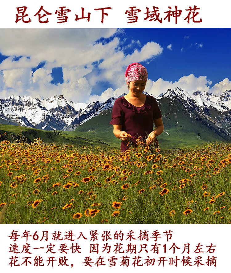大分量5罐昆仑雪菊新疆野生特级雪菊胎菊天山血菊野菊花茶叶定制5罐