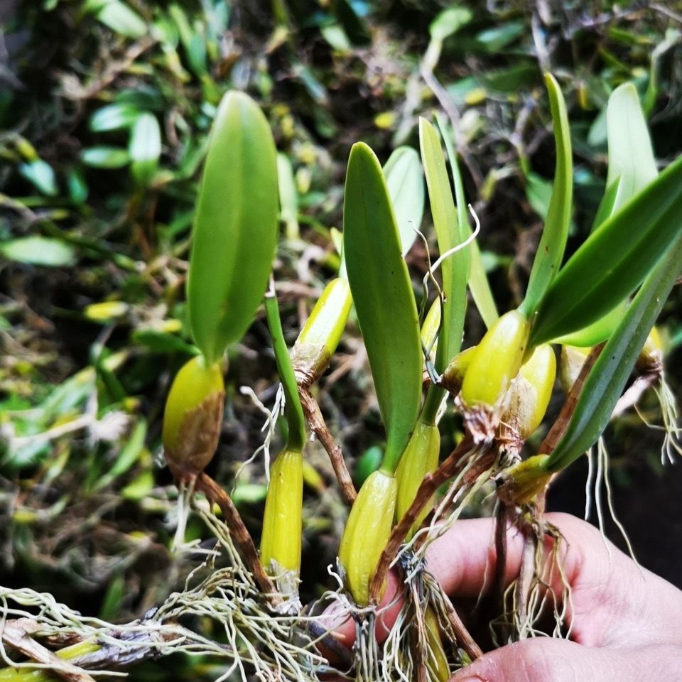 新鲜石橄榄 现摘石橄榄 野生石橄榄煲汤炖汤单叶中果