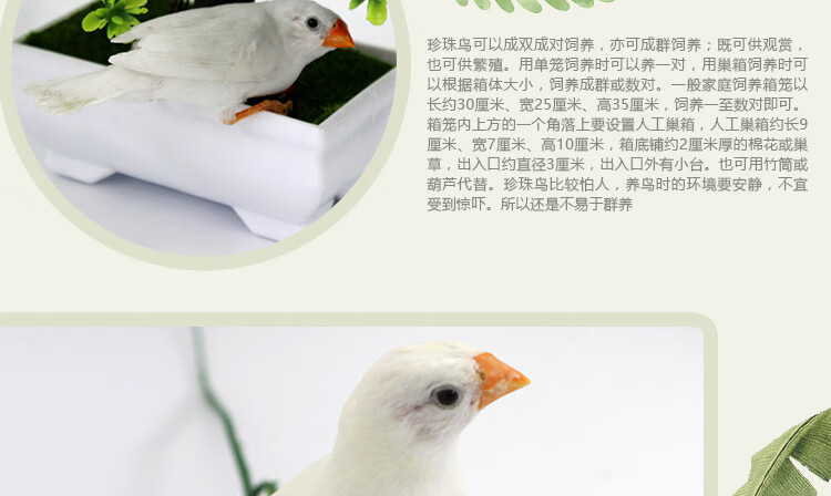 鳥活體幼鳥小鳥灰色白色珍珠鳥1對寵物活物文鳥虎皮鸚鵡活鳥 駝色珍珠