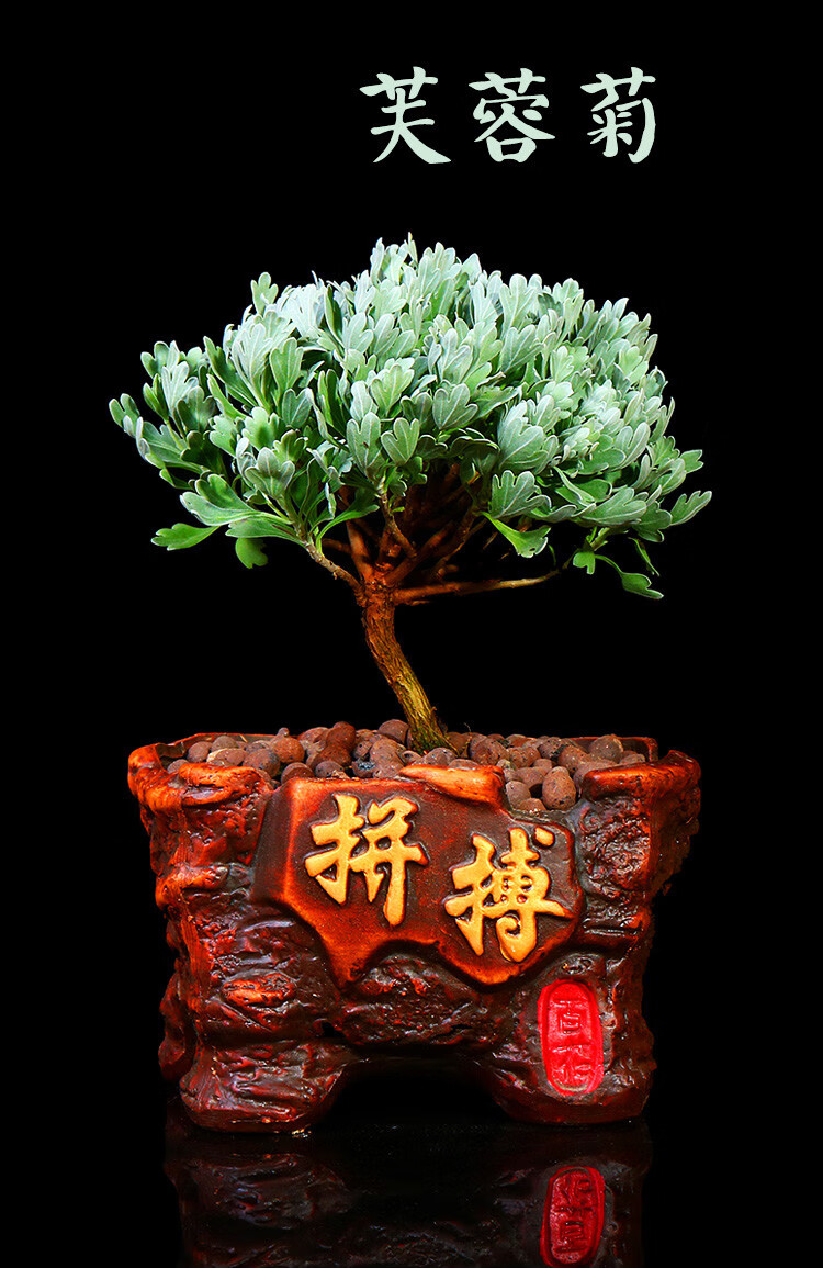 老桩芙蓉菊雪艾盆栽盆景花中草药绿植室内阳台四季养