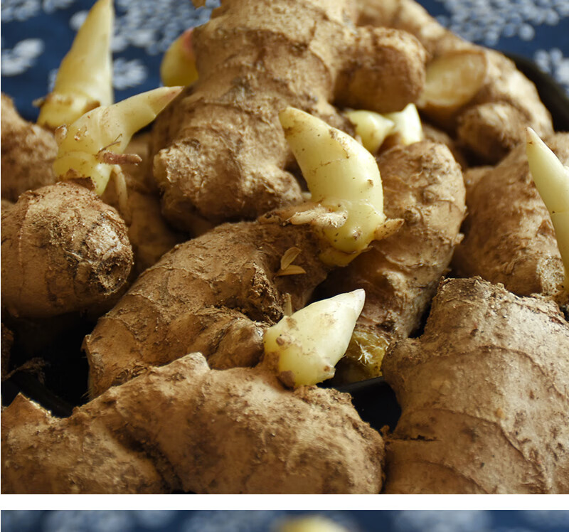 生姜种子姜种带芽山东大姜种籽种姜苗5斤老姜子姜芽小黄姜1500g