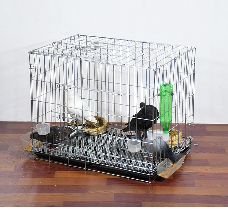 鸽子笼养殖笼跳笼鸽笼肉白鸽子笼子家用小大型家用配对笼鸽舍巢箱