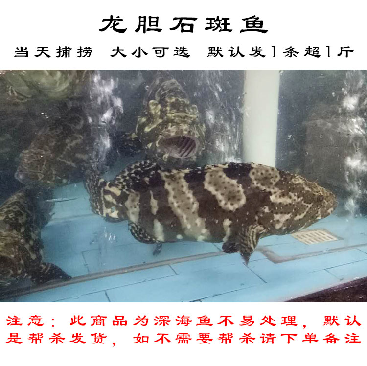 當天現殺海捕龍膽石斑魚老虎斑青石斑魚黃翅魚東星斑黃翅魚廣納力馳