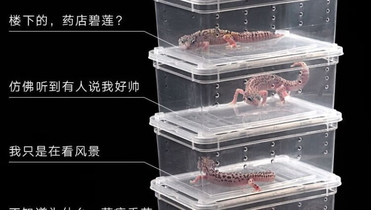 20，寵以沫【甄選廠家】爬寵飼養盒蝸牛蜘蛛角蛙烏龜樹棲躲避兩棲爬蟲飼養箱 爬寵飼養箱小號透黑2個