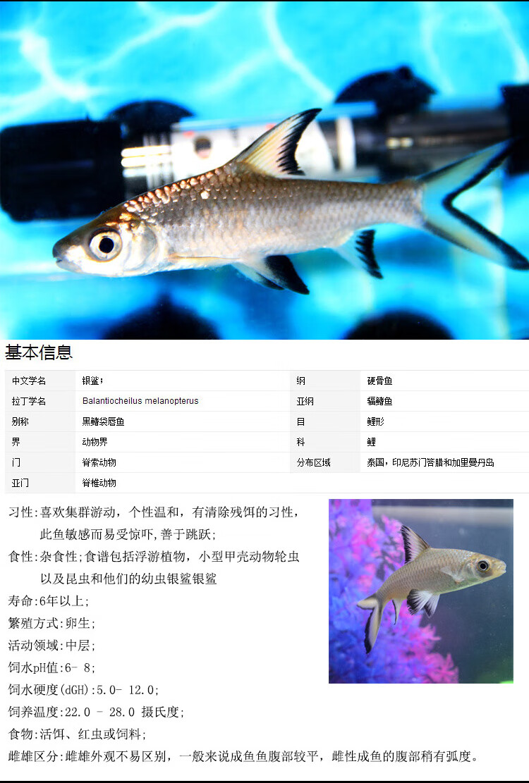 秋颖 活体观赏鱼淡水鲨鱼银鲨虎鲨鱼苗肉食性鱼类鲨鱼苗热带鱼也可