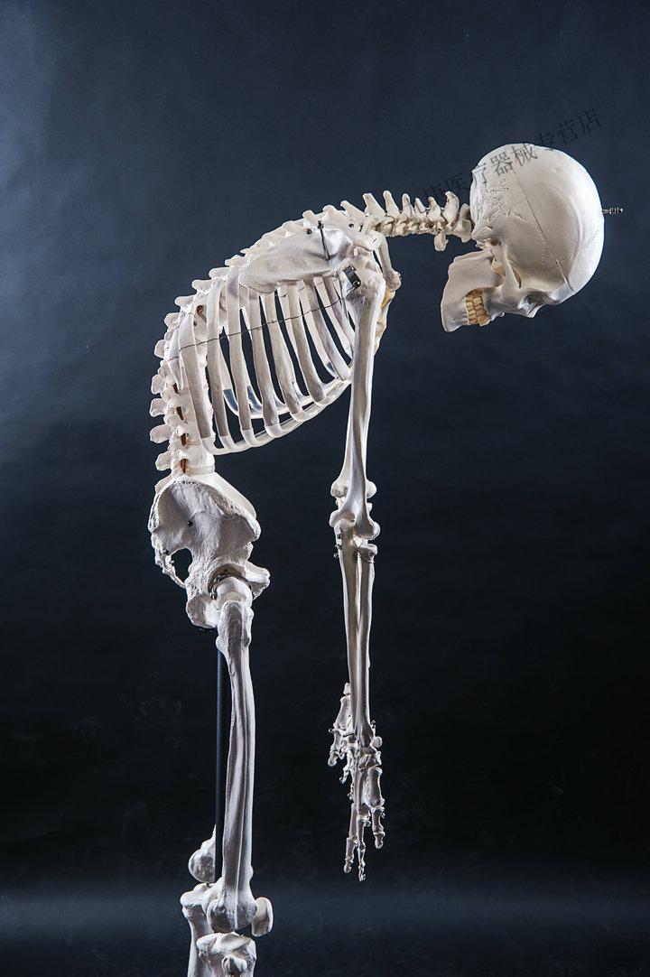 脊柱模型 标准170cm180人体全身骨骼模型 骷髅骨架标本脊柱 180女性