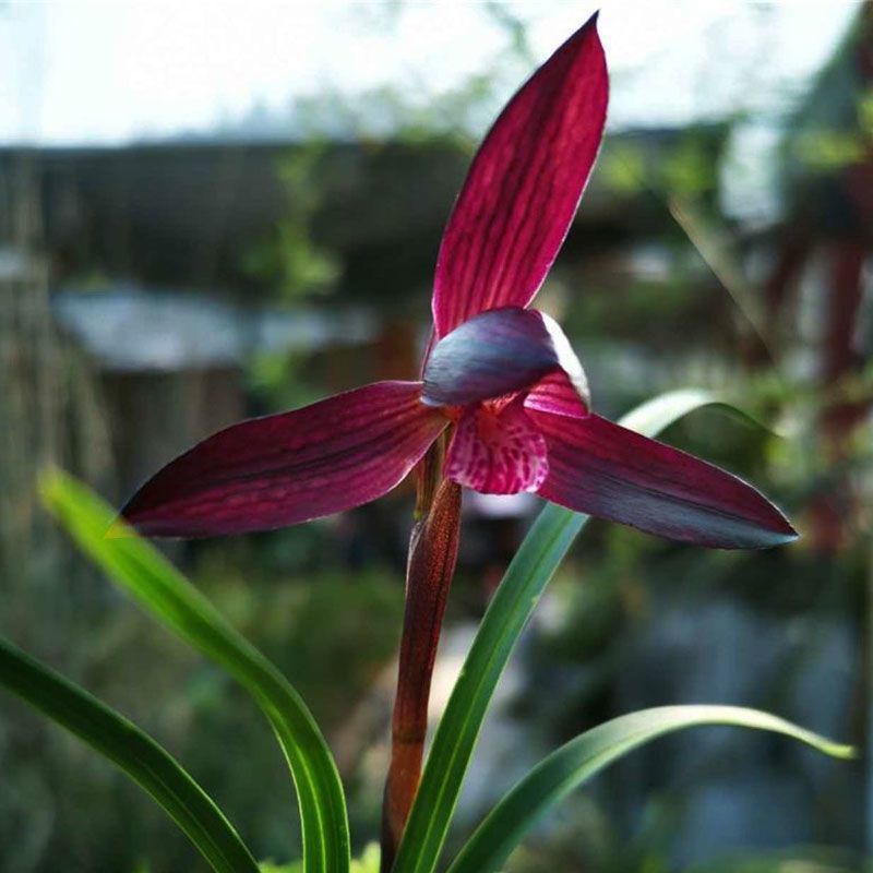 春兰浓香兰花苗 大中华 盆栽开花绿植室内阳台花卉客厅常青易活 醉