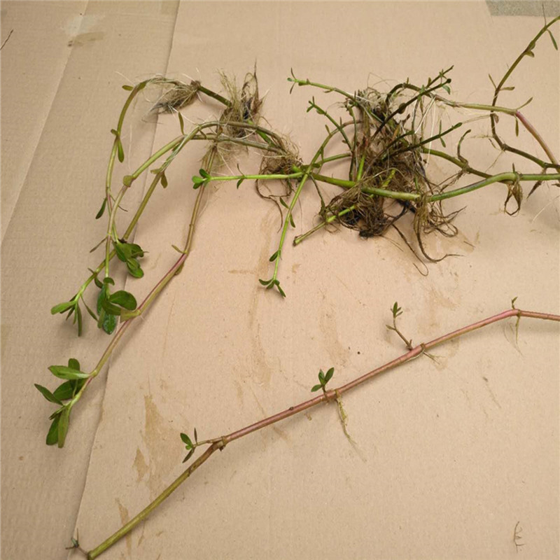 种根鱼塘养鱼虾蟹池塘养殖水草苗水生植物改善水质植物野生 水花生苗