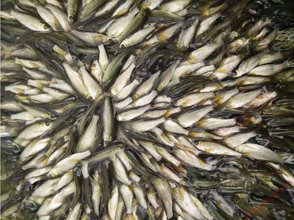 草魚魚苗特大草10釐米脆鯇一斤苗半斤小淡水養殖食用活體四大家魚 草