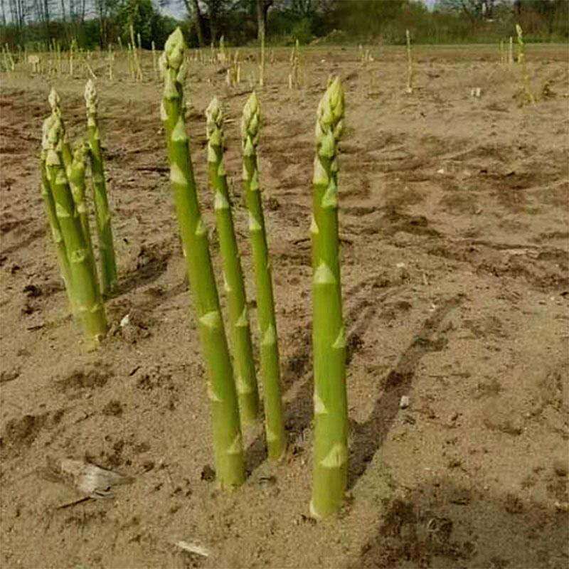 蘆筍苗蘆筍根苗蘆筍蔬菜苗四季種植種苗陽臺盆栽綠植家庭蔬菜量大聯繫