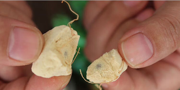 猴面包果猴面包果新鲜猴面包树水果实养生品250g