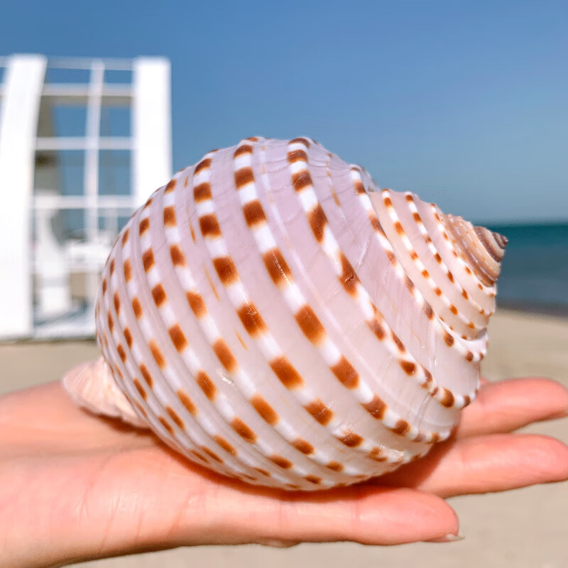 大海螺鱼缸水族箱装饰品卷贝鱼繁殖壳多肉花盆摆件花点琴螺长1011厘米