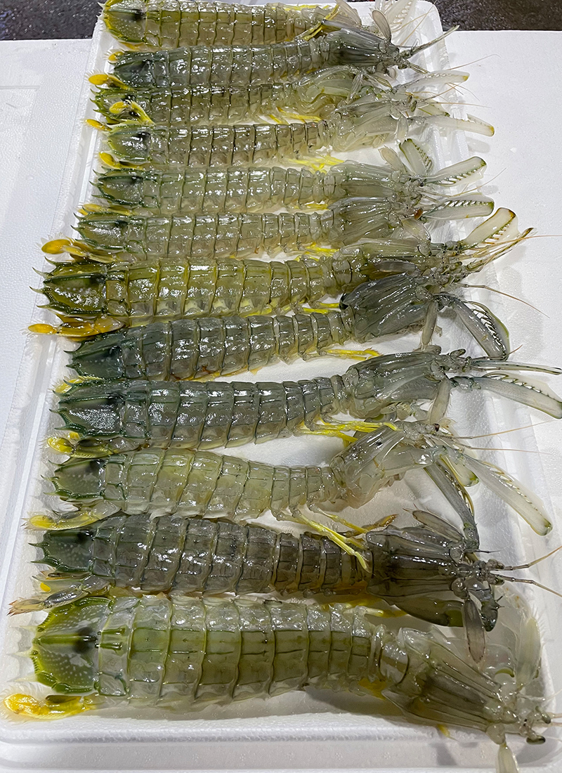 铭心顺丰空运皮皮虾泰国富贵虾特大2斤35只冻水产活冻琵琶虾濑尿虾