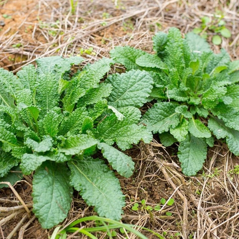 蛤蟆草干品菜荔枝草整棵带根癞蛤蟆草新鲜晒干蛤蟆草品 蛤蟆草干品100