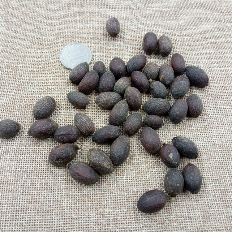 亏本卖材野生葵扇子葵扇籽葵树籽葵树子蒲扇子蒲葵子500克