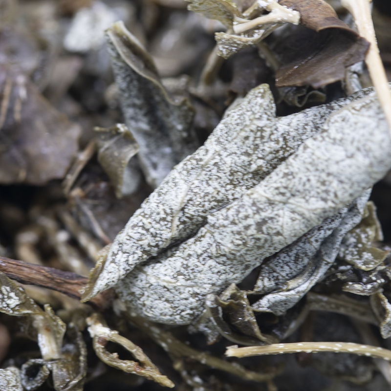 云南茶叶丽江高山雪茶雪山白毫苦甘露古茶礼代用茶 三罐300g【图片