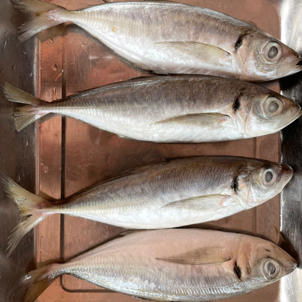 3-5条1斤规格片冻巴浪鱼原条没杀食堂酒店排档快餐店烧烤散装昌隆福记