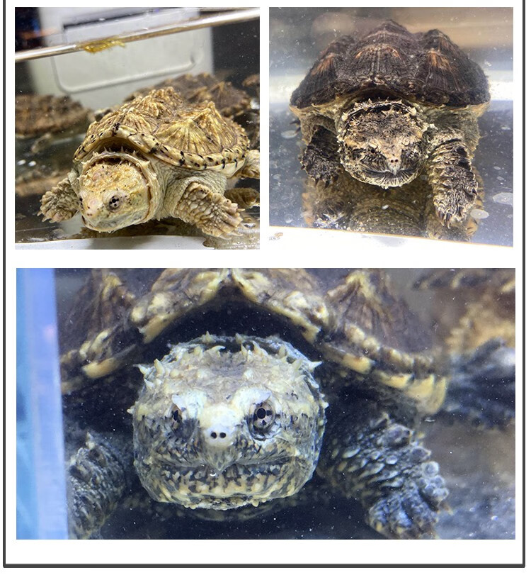 纯佛暴刺鳄龟原种爆刺小鳄龟活物北美杂佛小龟苗宠物龟观赏龟 杂佛 8