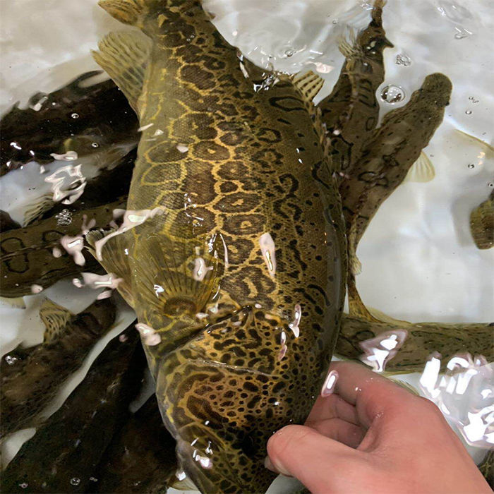 lism千島湖正宗純筒鱖魚鮮活臭桂魚活魚波紋淡水魚現殺新鮮季花魚