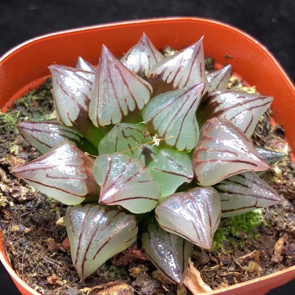 西瓜十二卷寿背窗寿玉露寿多肉植物精品大西瓜寿群生10厘米左右裸根不