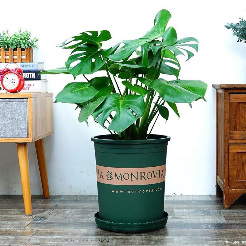 龟背竹大型盆栽水培植物室内客厅大叶绿植d740cm1棵圆柱玻璃瓶不含盆