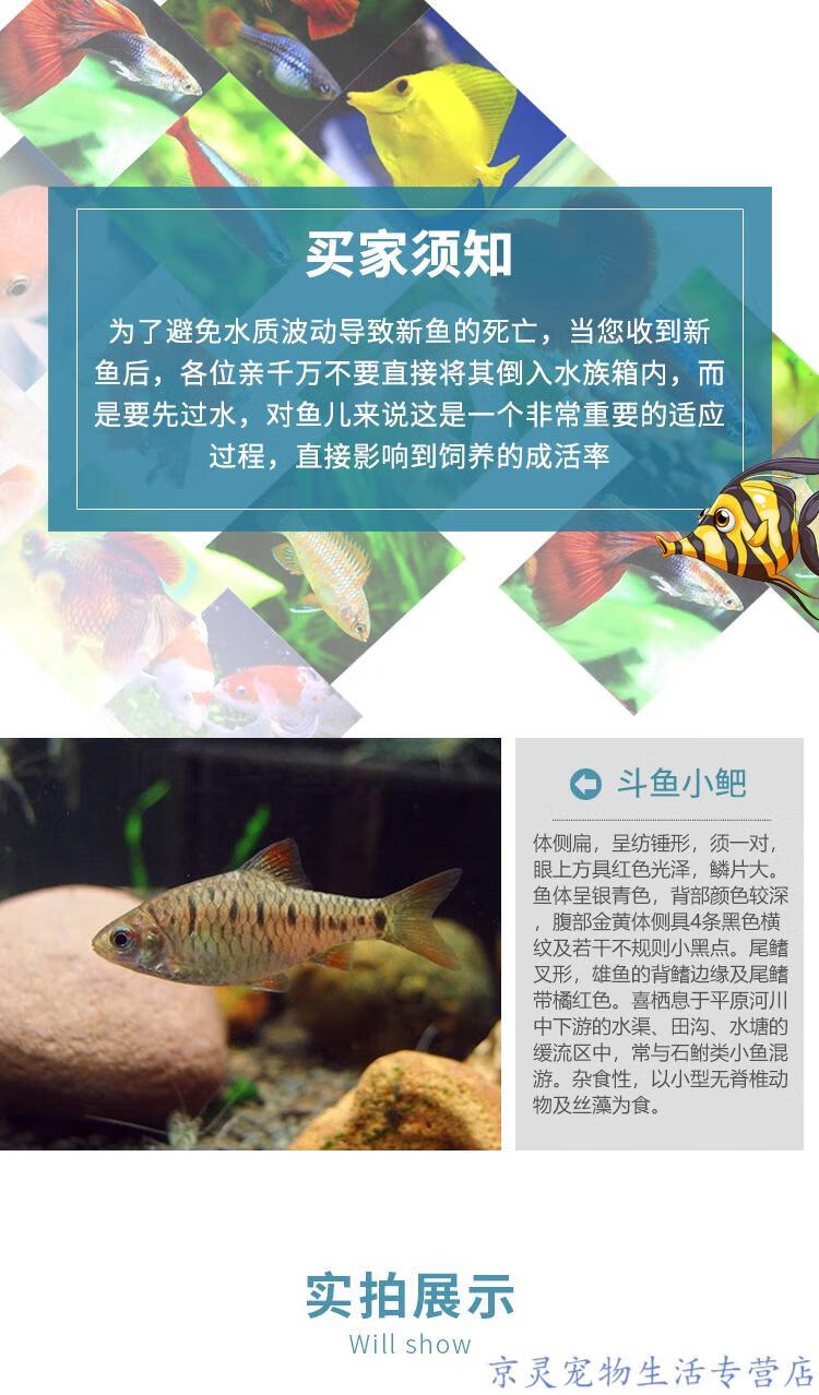 搭啵兔條紋小䰾自養活體二須䰾觀賞魚原生冷水魚鬥魚伴侶普叉 4-5釐米