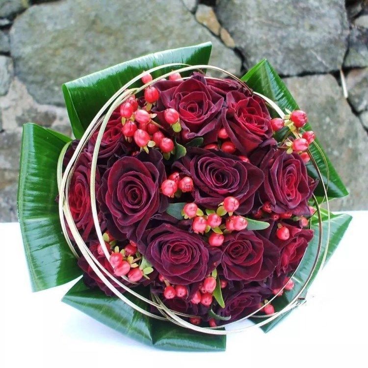 路易十四玫瑰苗四季开花老桩大花黑玫瑰花苗花卉阳台盆栽易活耐寒