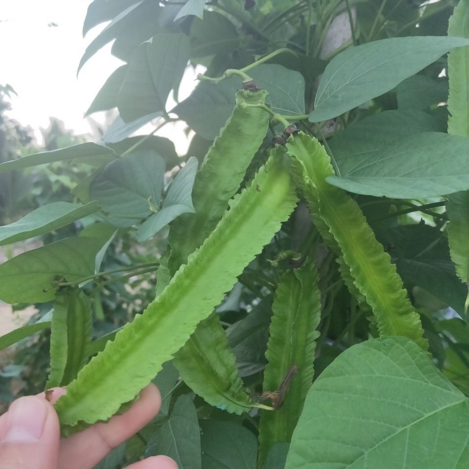 新鮮四角豆海南三亞特產四稜豆楊桃龍豆皇帝豆普通紙箱包裝2斤