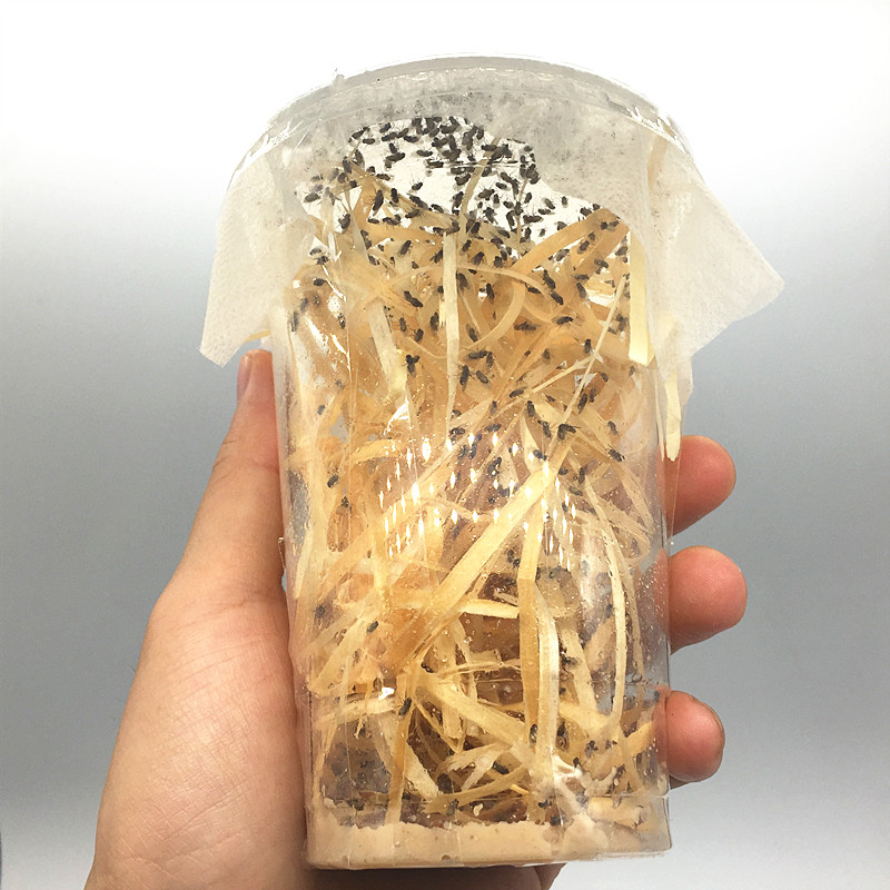 爬虫爬宠活体饲料大小果蝇残翅果蝇飞果蝇果蝇杯螳螂跳蛛宠物口粮 1个