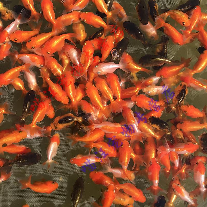 瑾伦红草鱼放生鱼冷水鱼淡水鱼摆地摊好养耐活金鱼活小型观赏鱼饲料鱼