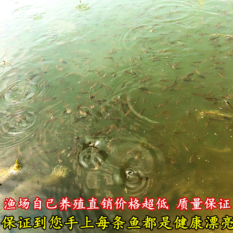 觀賞魚大體型不用換水的中華大巨普魚苗 巨普繁殖公8-9釐米母抱卵6-7