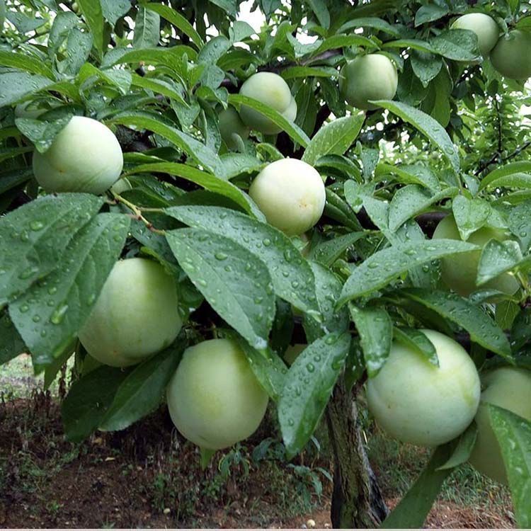 四川泸州赤水河大果李子金凤李子新鲜水果黄光李子孕妇李子3/5斤装