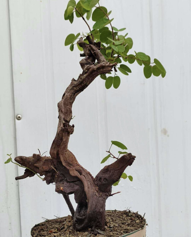 羊蹄甲小盆景沧桑悬崖临水好养植物开花结果绿箩清香木天然舍利z 24