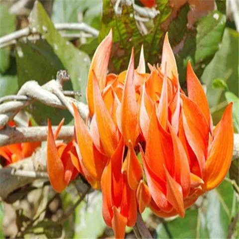 红高颗红葛根 艳紫铆提取物 10:1 浓缩红葛根红高颗男性滋补泡茶泡酒