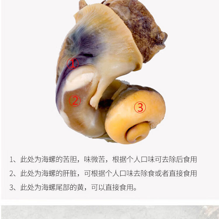 海螺鲜活现挖新鲜海螺大中小超肥海螺海鲜螺类鲜活10个左右每斤一斤装