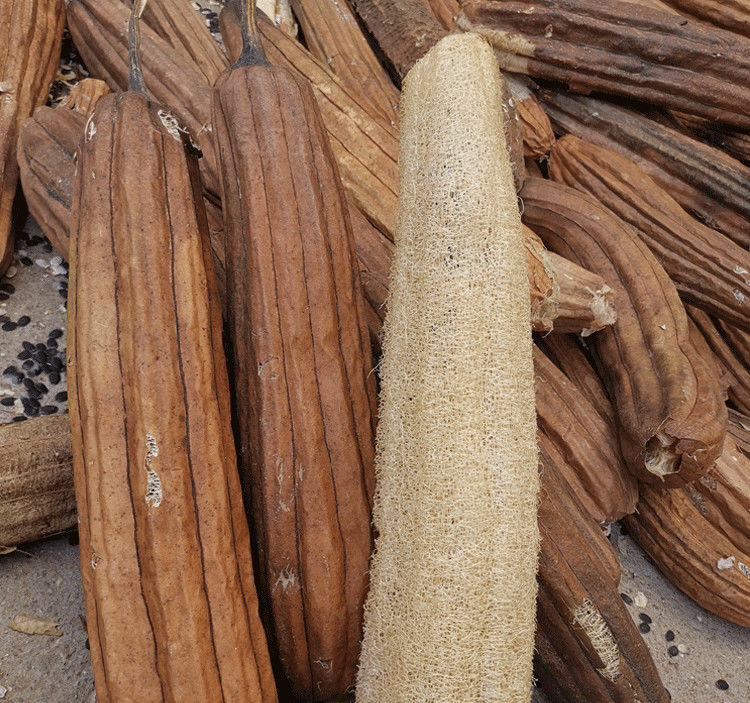 丝瓜瓤 老丝瓜带皮煮水用下奶煮水通络洗碗带壳丝瓜瓤筋囊 沃叶太