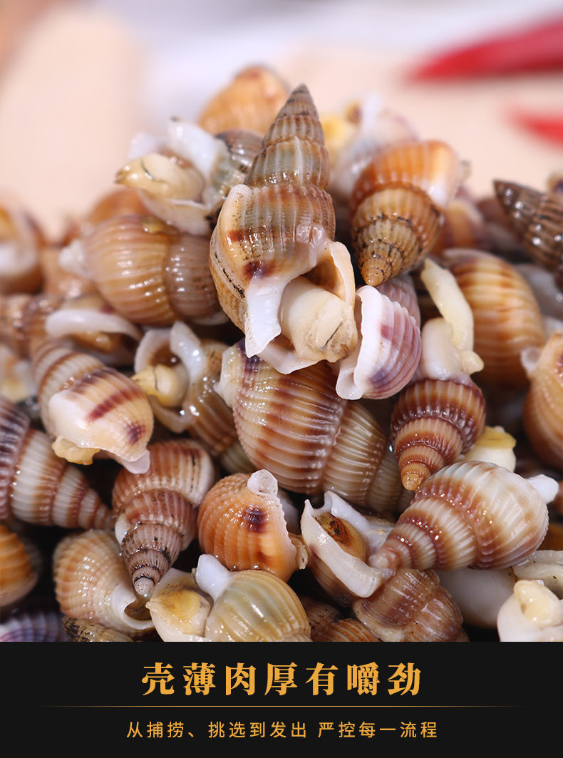 鲜活速冻海瓜子海螺丝新鲜钉螺大红枣螺冷冻海锥丽鲜玫2斤小海锥