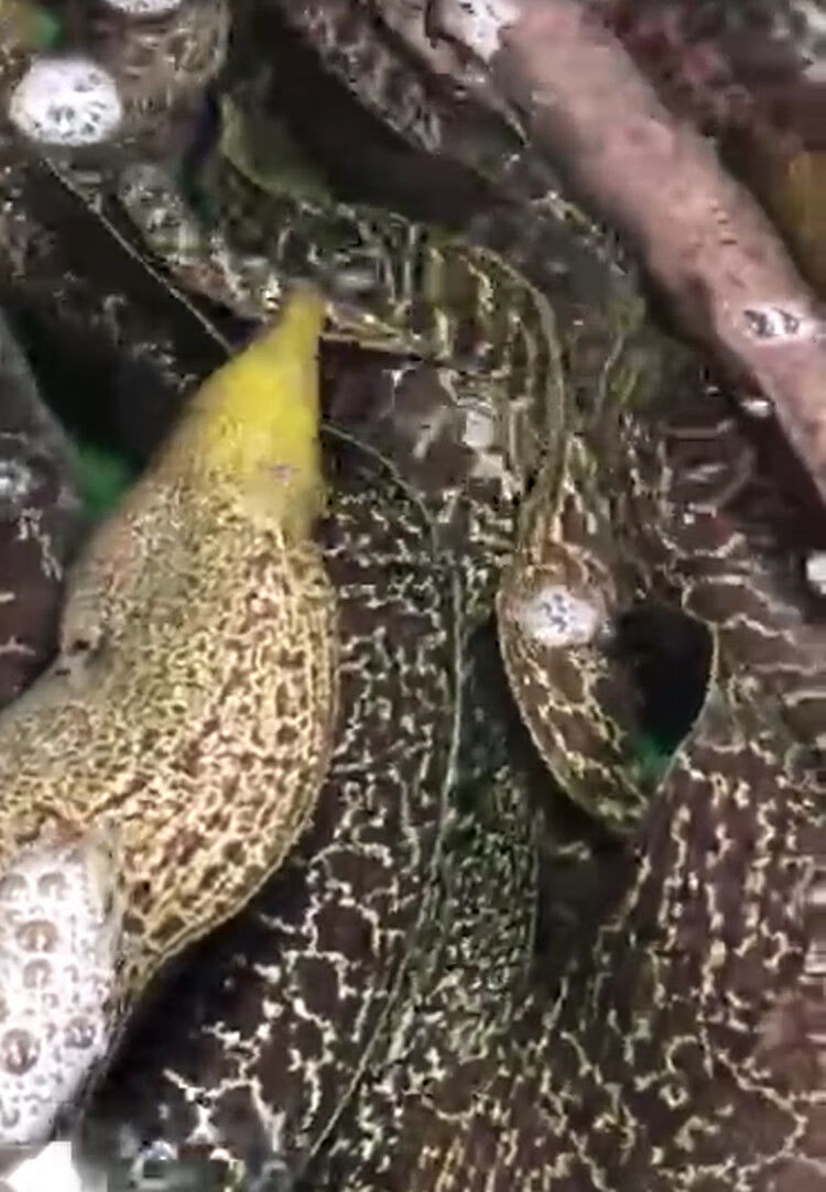 新鲜虎鳗花鳗深海石鳗蛇头鳗急冻卢鳗海星鳗筋骨鳗海鲜姬美食尚海捕虎