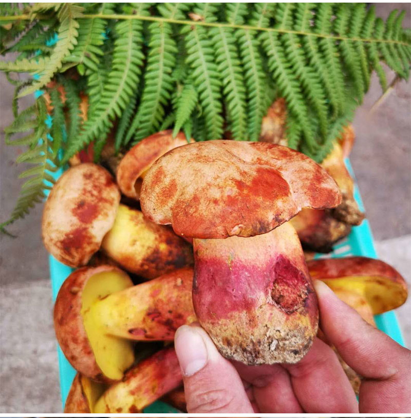 顺丰空运冷链云南新鲜青头菌菌牛肝菌新鲜松茸鸡枞菌鸡枞菌500g