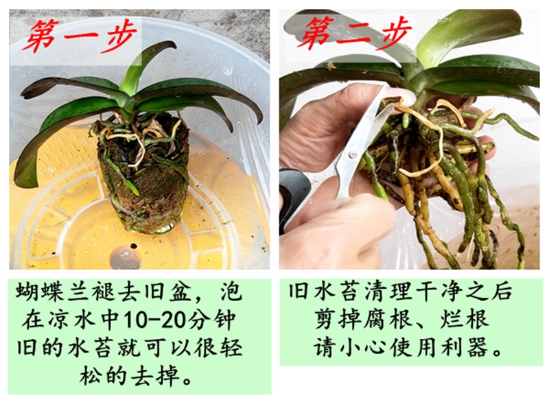 智利水苔智利毛毛虫水苔蝴蝶兰换种盆种植土保湿透气乌龟冬眠孵化宠物汐岩智利毛毛虫水苔150克 图片价格品牌报价 京东