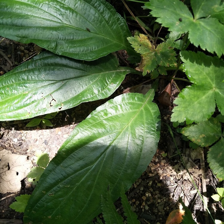 正宗新鲜现挖水田七屈头鸡现挖中草药500g深山土三七水田七水虾公 杞