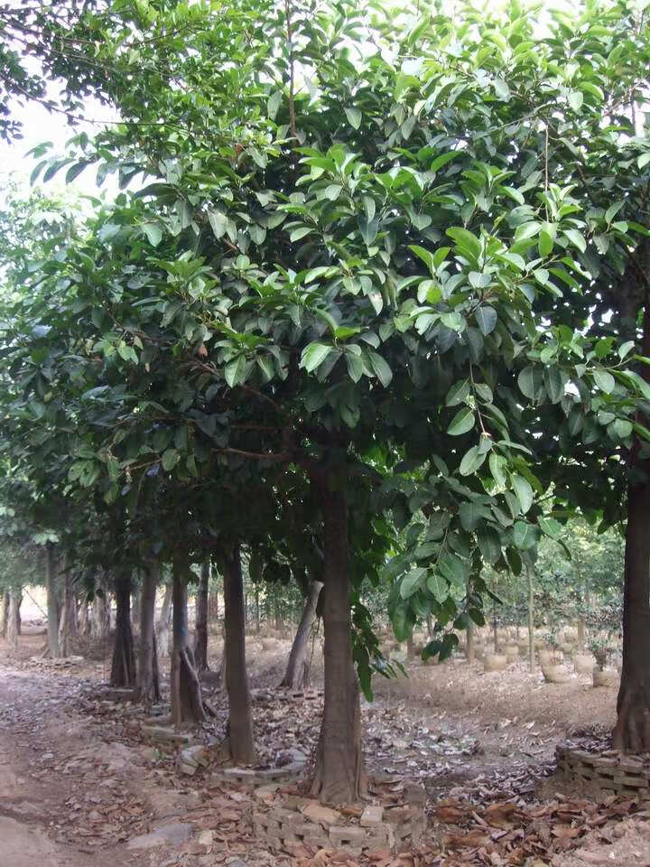 正宗高山榕树苗大叶榕苗大青树马榕富贵庭院绿化常绿地栽植物高山榕