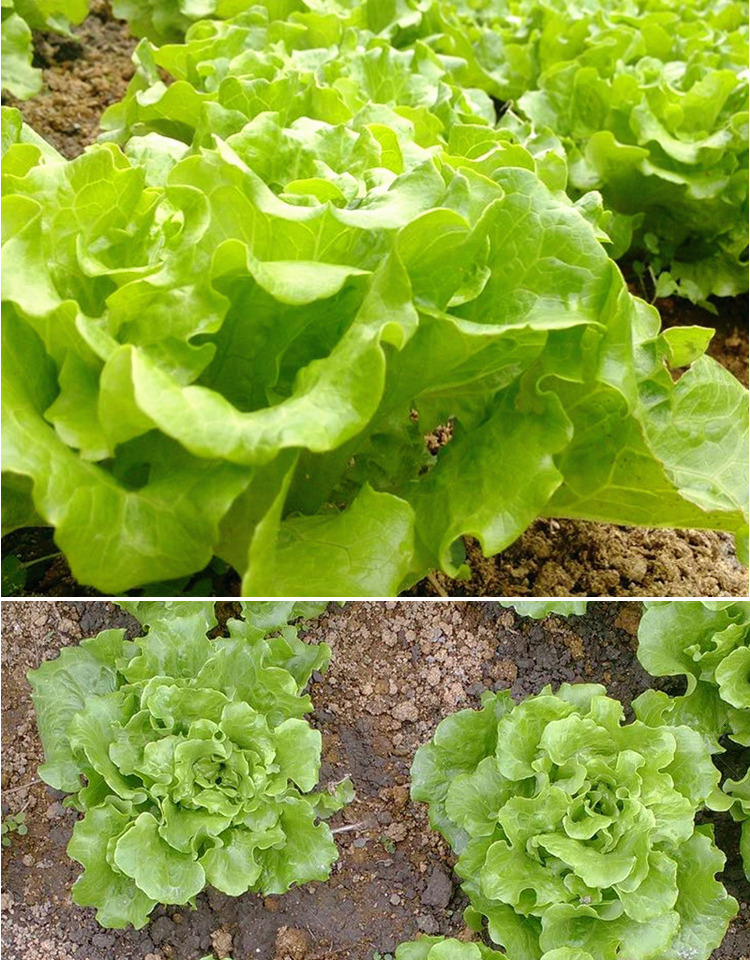 生菜种孑奶油蔬菜种子种籽紫色结球种籽罗马菜籽四季玻璃翠圆生菜