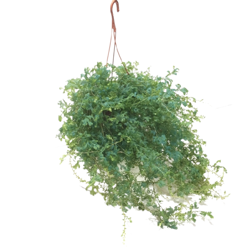 变色龙盆栽吊兰翠云草植物办公室内美化环境易养活变色龙超长款带盆栽