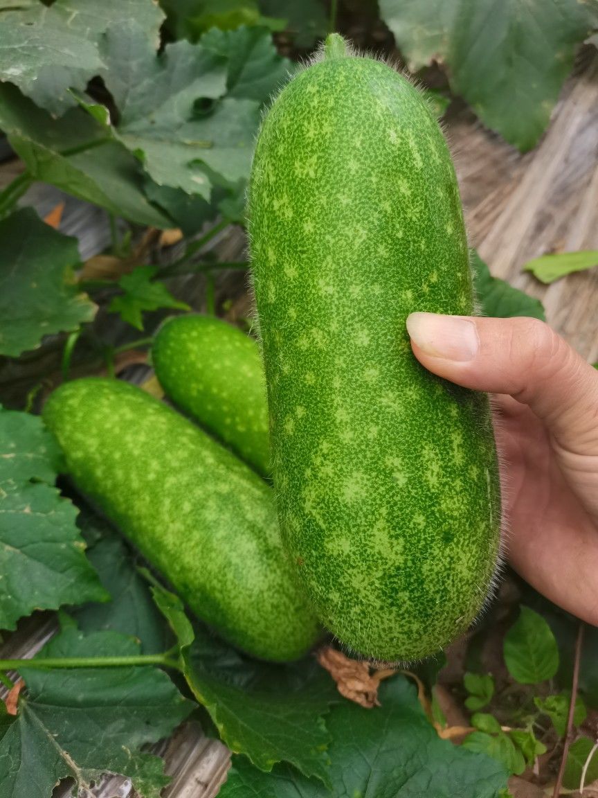 冬瓜新鲜毛节瓜迷你小冬瓜脆嫩东瓜小节瓜毛冬瓜青皮冬瓜3/5/9斤 新鲜
