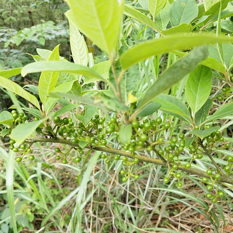 湖南懷化特產山胡椒山蒼子山椒子木姜子現摘貨250g 山胡椒油買二加一