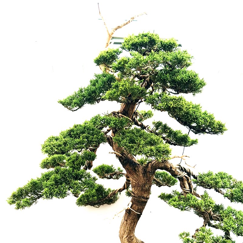 文人造型高杆真柏盆景大树型阳台庭院植物花卉南北适宜耐寒耐旱松浅