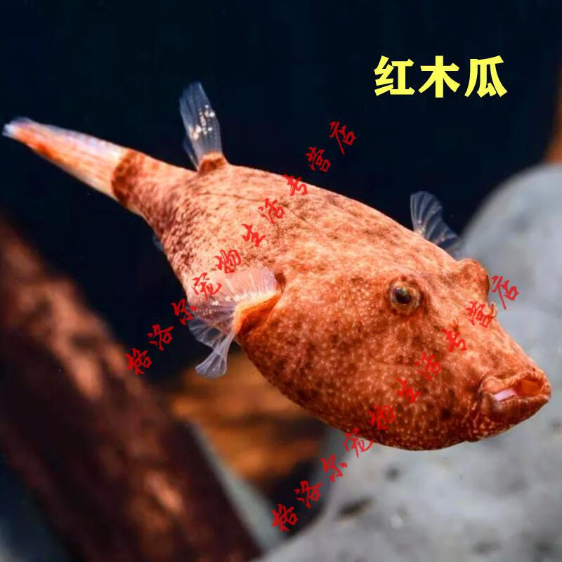 hkna斑馬狗頭魚皇冠毛毛狗頭活體魚淡水木瓜河魨潛水艇熱帶觀賞魚