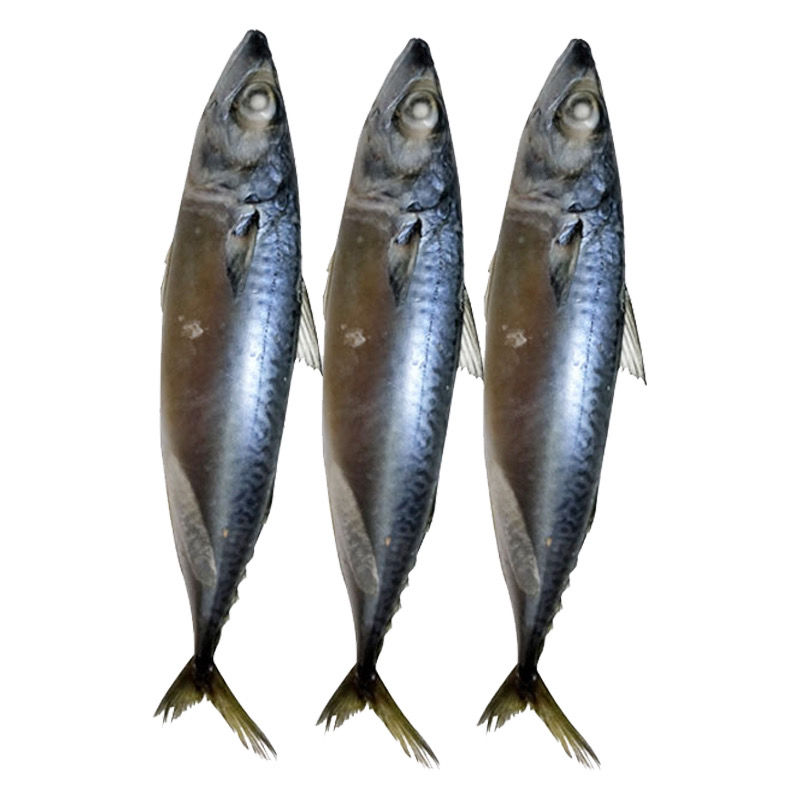 新鲜鲐鲅鱼批发青占鱼批发青条鱼10斤20斤一斤2到3